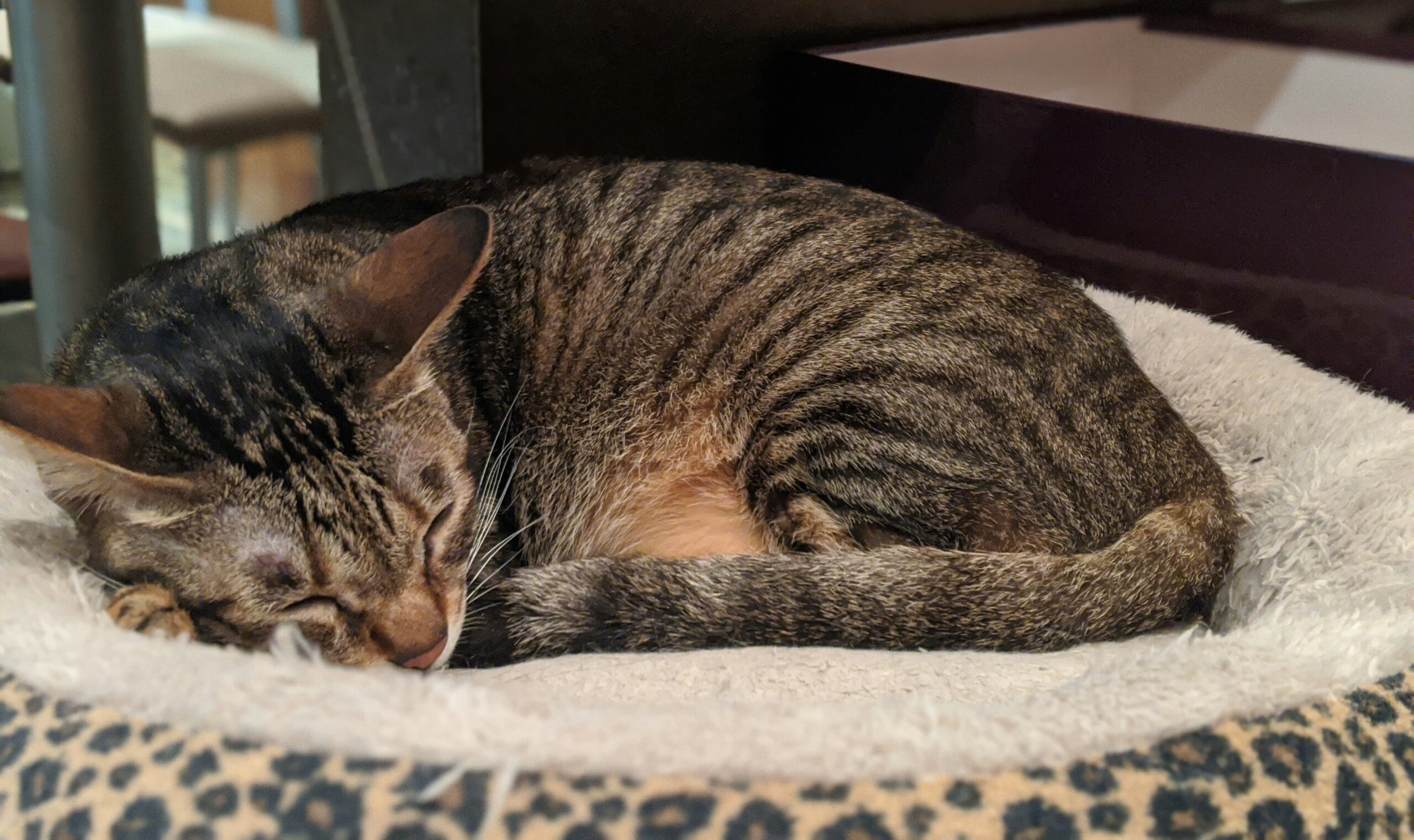 猫カフェでのおすすめアクティビティ4選！一人時間を楽しもう！