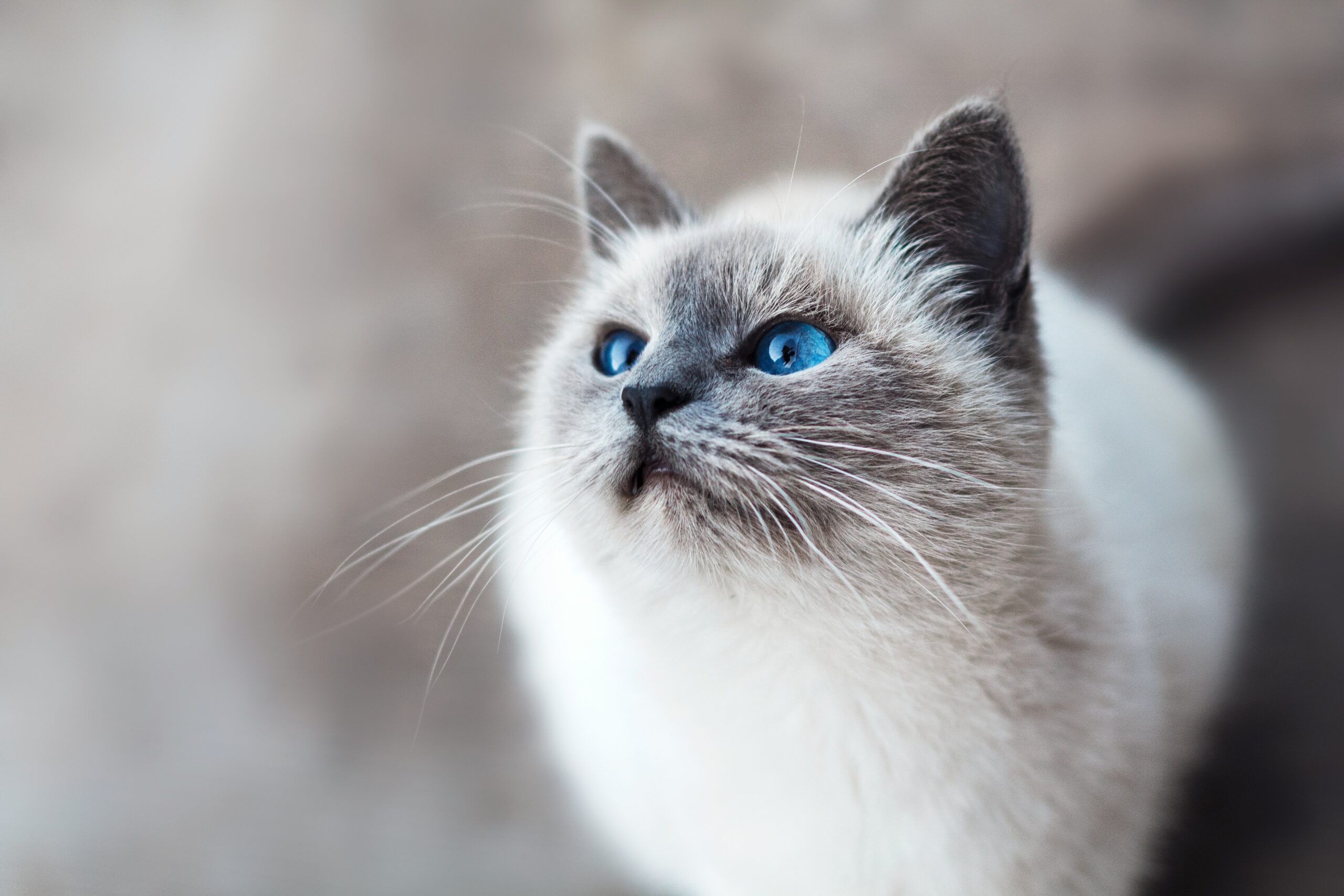 猫カフェで上手に写真を撮ろう