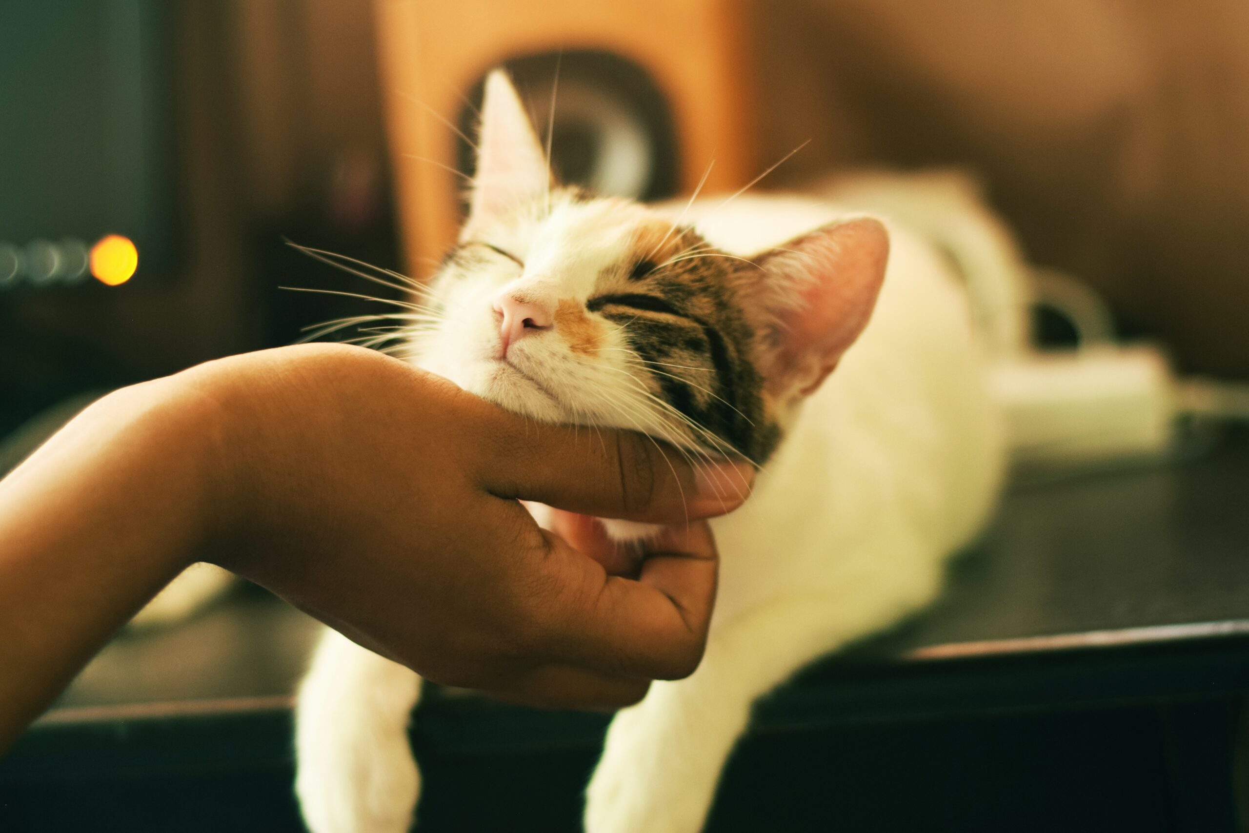 猫カフェのマナー
